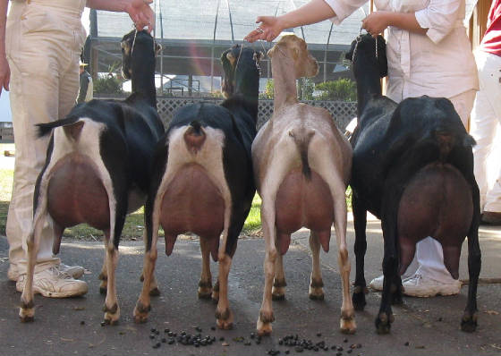 dherdcroppedosf09.jpg