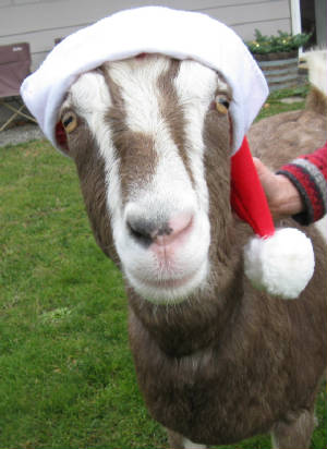 goodiecmasdec09.jpg