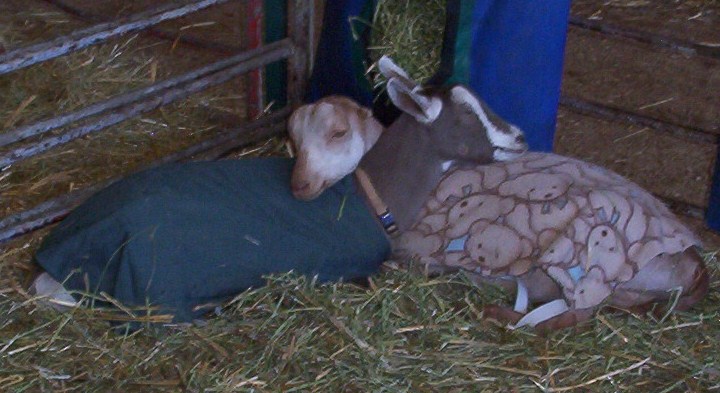 fairbuddiesag07.jpg