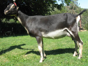asterag11.jpg