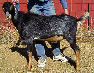 doelilngsaug2410002.jpg