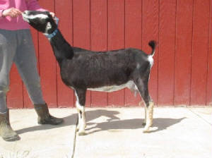 duchess1yoapr14.jpg