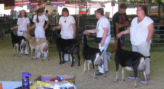 yearlingslineup2011.jpg
