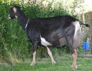 yodel7911.jpg