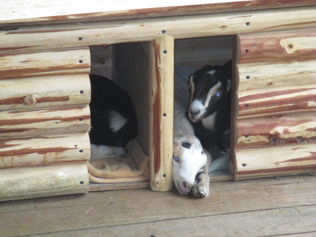 kidloghousemar2014.jpg