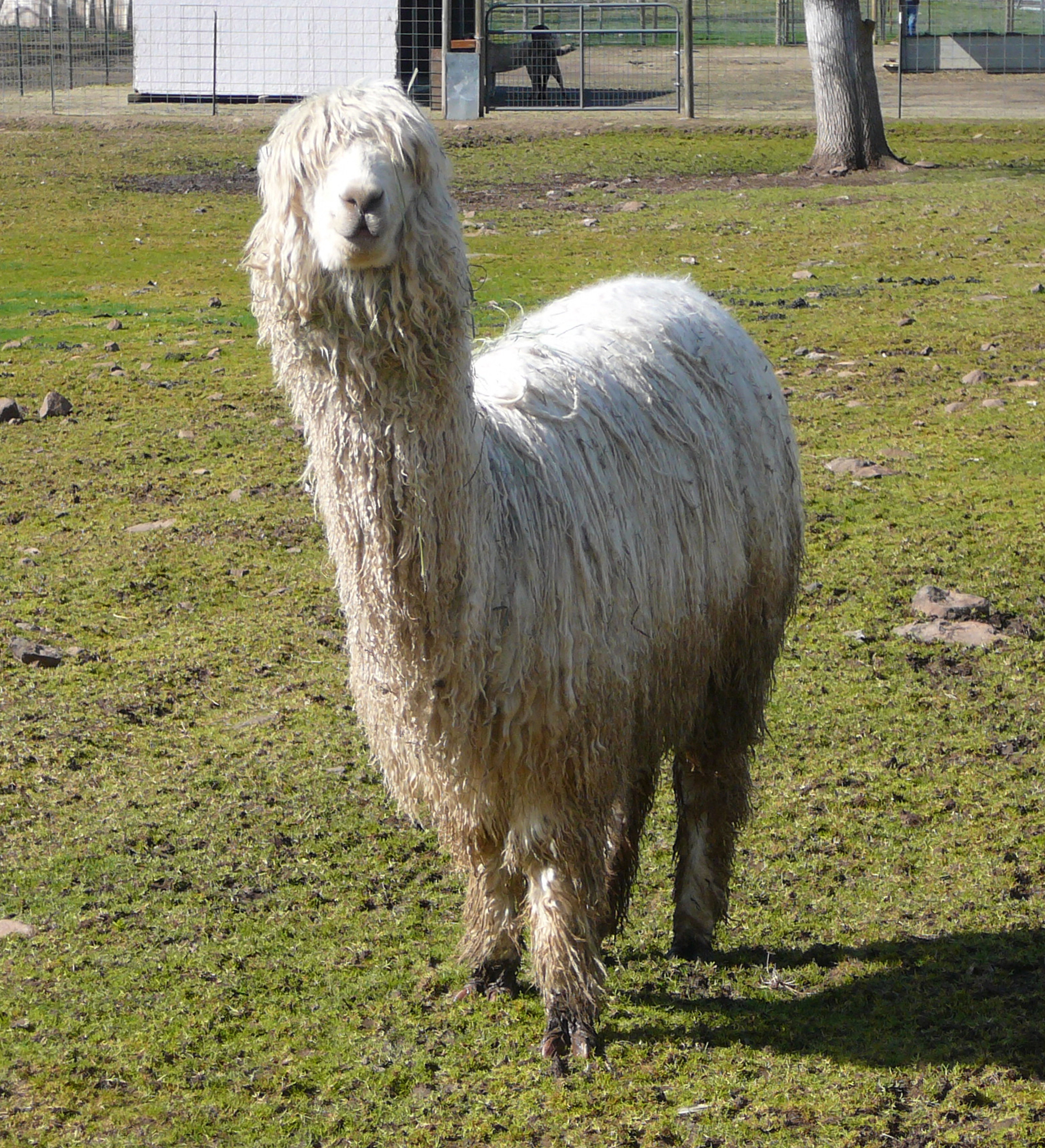 tansyalpaca.jpg