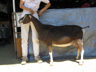 timbrelaug08.jpg